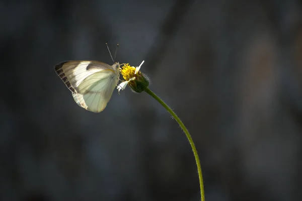 花朵上蝴蝶的特写镜头 — 图库照片