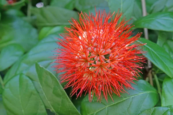 Singolo Fiore Tropicale Appuntito Rosso Combretum Constrictum Una Specie Arborea — Foto Stock