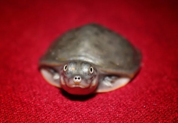 Tiro Seletivo Foco Uma Tartaruga Pequena Terrapin Tapete Vermelho — Fotografia de Stock