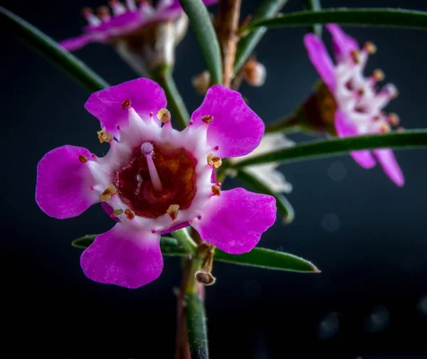 Close Seletivo Uma Bela Flor Cera Rosa Chamelaucium Uncinatum — Fotografia de Stock