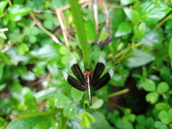 Concentration Sélective Une Libellule Noire Sur Une Feuille Verte Sur — Photo