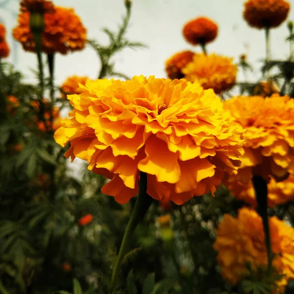 Tiro Close Uma Flor Laranja Calêndula Cultivada Campo — Fotografia de Stock