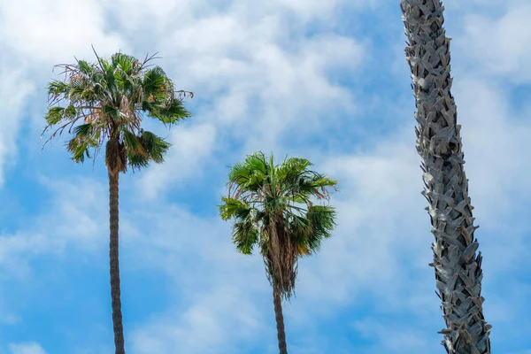 Niski Kąt Strzał Wysokich Palm Pod Jasnym Błękitnym Pochmurnym Niebem — Zdjęcie stockowe