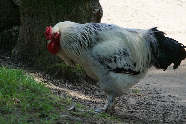 Kyckling Med Röd Kam Åkermarken — Stockfoto