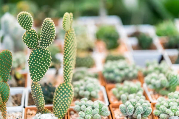 Piacon Értékesített Kaktuszok Széles Választéka — Stock Fotó