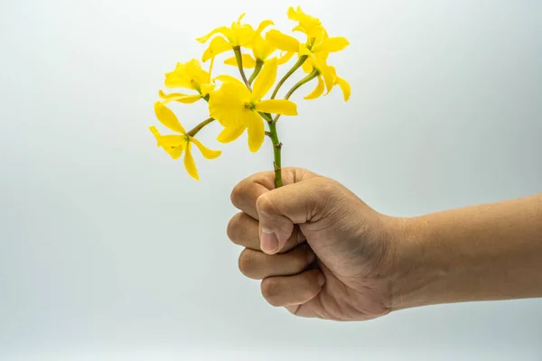 Detailní Záběr Žluté Květy Forsythia Izolované Rozmazaném Pozadí — Stock fotografie