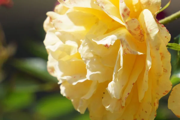 太陽の下でバラの繊細なオレンジ色のダマスクのクローズアップショット — ストック写真