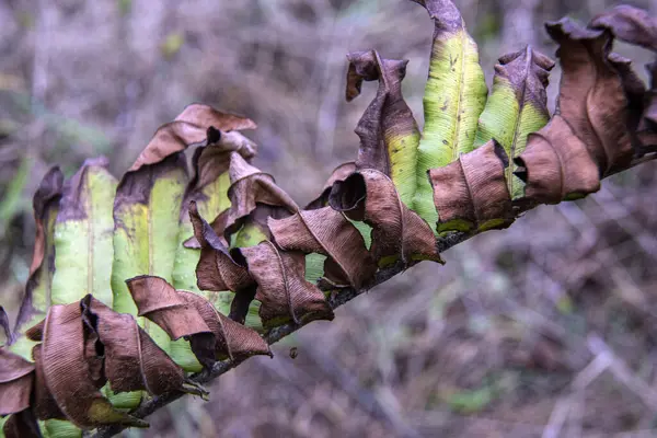 半乾燥植物の葉のクローズアップショット — ストック写真