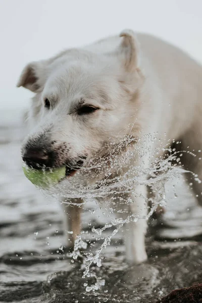 Vacker Vit Schweiziska Shepherd Hund Tar Boll Från Havet Medan — Stockfoto