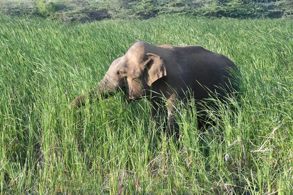 Естественный Вид Молодого Слона Счастливо Пасущегося Поле — стоковое фото