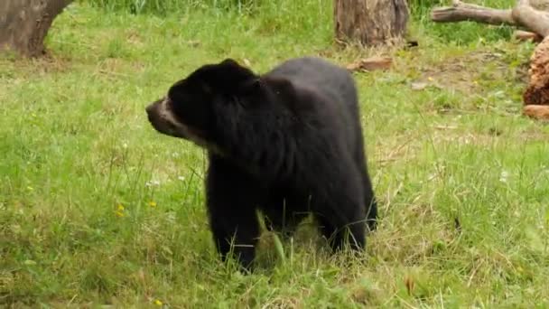 Черный Медведь Лесу — стоковое видео