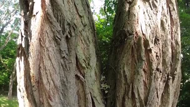 Pohon Hijau Hutan — Stok Video