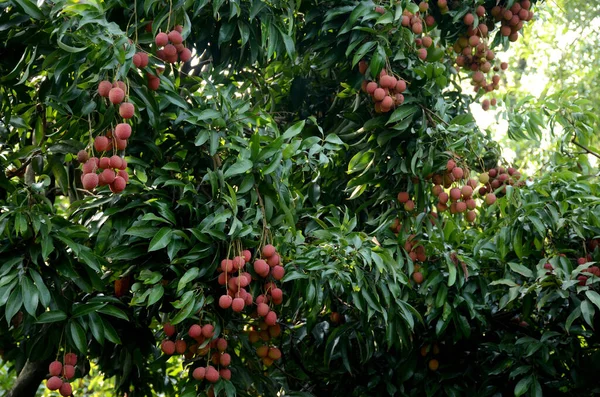 Green Huge Tree Ripe Lychee — Stock Photo, Image