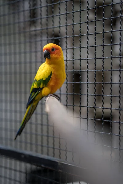 Vertikální Záběr Barevného Papouška Usazeného Dřevěné Tyči — Stock fotografie