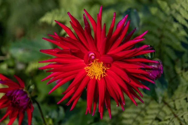 Close Seletivo Flores Vermelhas Dahlia — Fotografia de Stock