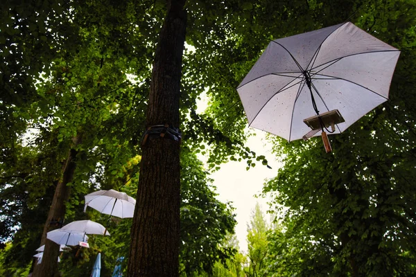 Een Close Shot Van Paraplu Opknoping Van Bomen München — Stockfoto