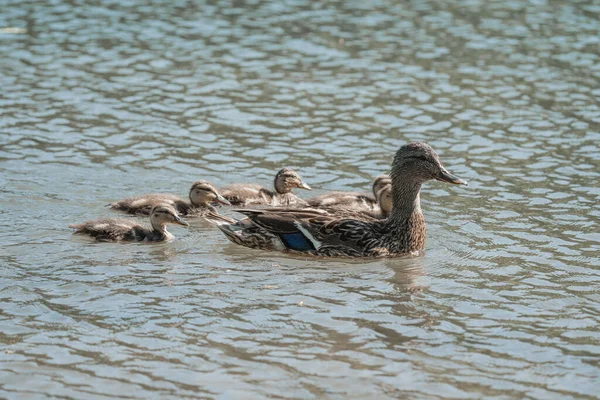 Uma Bela Vista Patos Flutuando Lago — Fotografia de Stock