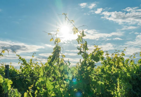 Närbild Gröna Växter Och Lysande Sol Himlen — Stockfoto