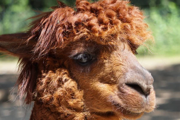 Portrait Funny Llama Sunny Day — Stock Photo, Image