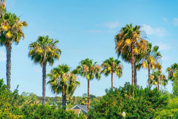 Krásná Letní Tapeta Pulzujícími Zelenými Palmami Pod Jasně Modrou Oblohou — Stock fotografie
