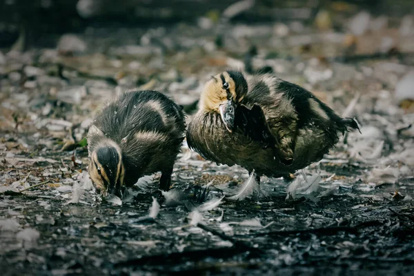 Closeup Shot Two Ducks Salvadori Teals Dark Space Outdoors — Stock Photo, Image