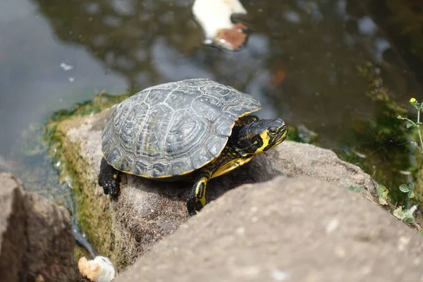 Nahaufnahme Einer Schwarzen Schildkröte Mit Gelben Mustern Die Einen Stein — Stockfoto