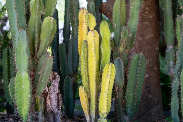 Een Close Shot Van Groeiende Cactussen — Stockfoto