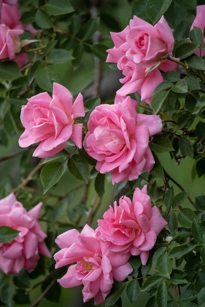 Primer Plano Hermosas Rosas Rosadas Jardín —  Fotos de Stock