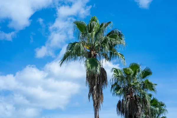 Tiro Close Palmeiras Fundo Céu Azul — Fotografia de Stock