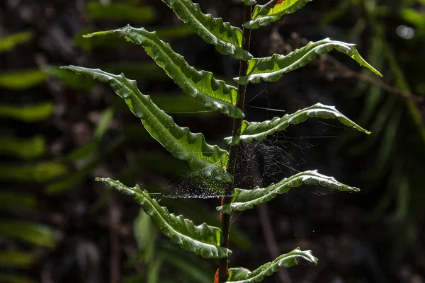 Büyüyen Bir Bitki Yaprakları Üzerinde Örümcek Ağına Yakın Çekim — Stok fotoğraf