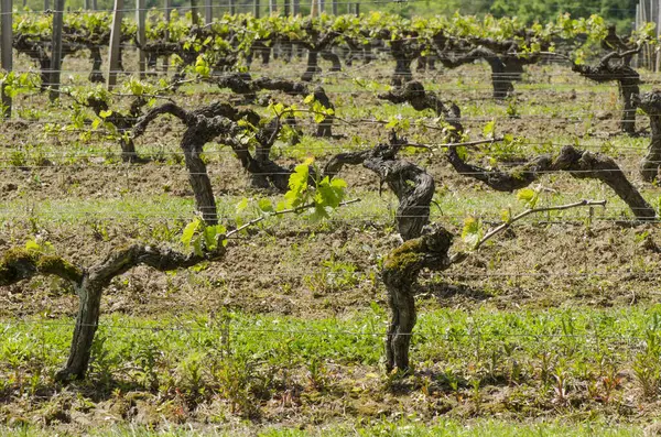 Pohled Vinice Vinařství Bordeaux Region Francie — Stock fotografie