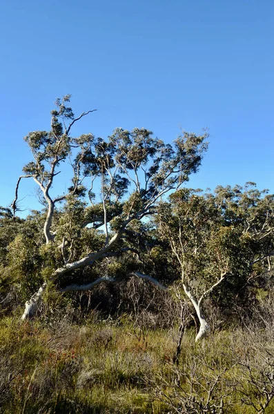 Leura Österrike Jul 2021 Vid Flat Top Walking Track Nära — Stockfoto