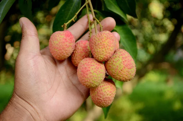 Una Mano Che Tiene Mazzo Litchi Sul Ramo Dell Albero — Foto Stock