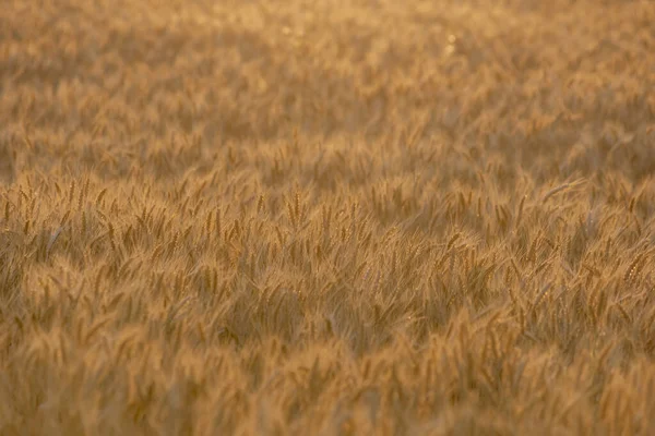 Структура Золотых Колосьев Пшеницы Перед Уборкой — стоковое фото