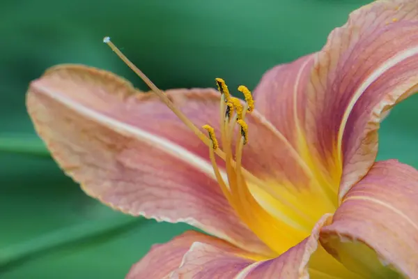 Makroaufnahme Einer Schönen Taglilie Sonnenlicht — Stockfoto