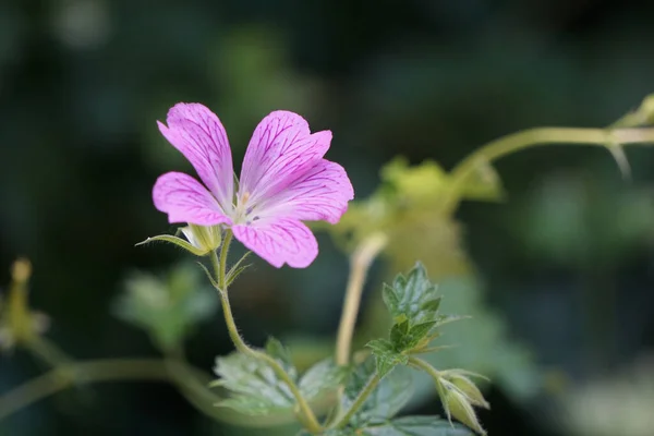 Primer Plano Una Sola Flor Cranesbill Pantano Con Fondo Borroso —  Fotos de Stock