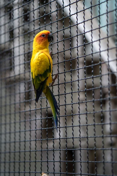 Colpo Verticale Pappagallo Colorato Appollaiato Barre Gabbia — Foto Stock