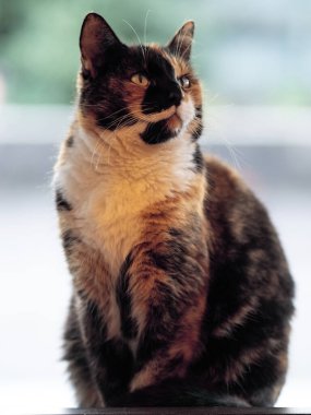 A portrait view of a three-color tortoiseshell cat agaisnt a blurred background clipart