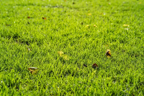 Detailní Záběr Zelené Trávy Pozadí — Stock fotografie