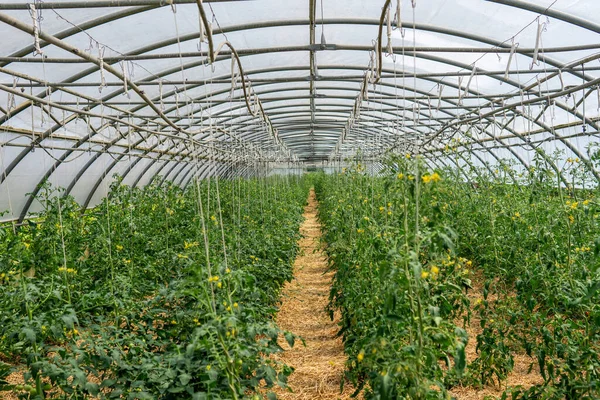 Tomatenlandschaft Die Einem Gewächshaus Auf Dem Land Wächst — Stockfoto