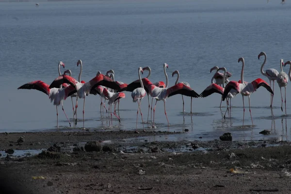 Die Flamingos Meer — Stockfoto