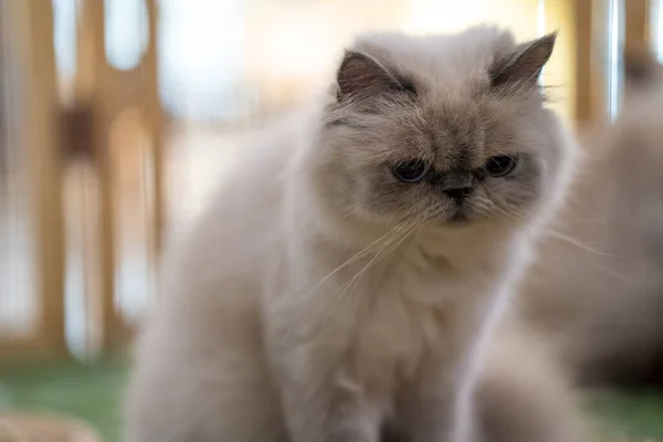 Eine Entzückende Flauschige Weiße Katze — Stockfoto