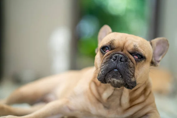 Retrato Lindo Bulldog Francés Descansando Casa — Foto de Stock