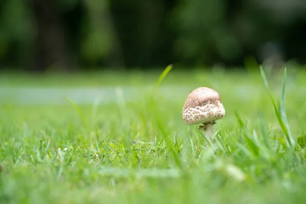 Foco Raso Cogumelo Gramado Verde Com Fundo Turvo Verde Escuro — Fotografia de Stock