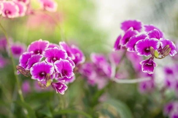 Primer Plano Las Orquídeas Florecientes Dendrobium — Foto de Stock