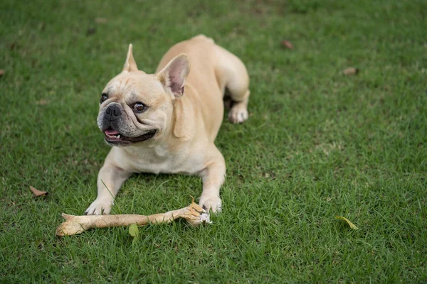Seekor Bulldog Perancis Yang Lucu Padang Rumput Dengan Tulang — Stok Foto