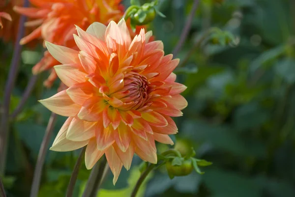 Gros Plan Une Fleur Dahlia Orange Poussant Dans Parc — Photo