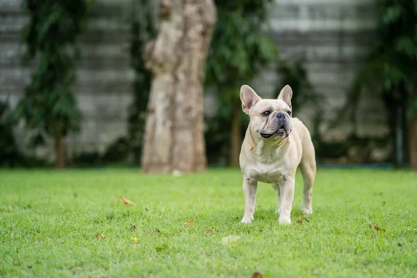 Simpatico Bulldog Francese Prato — Foto Stock