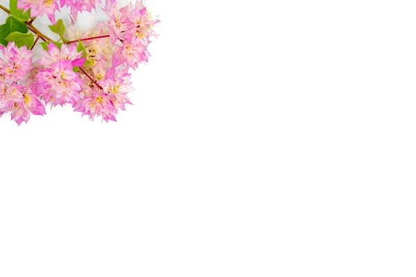 Ένα Μάτσο Λουλούδια Μπουκαμβίλια Απομονωμένα Λευκό Φόντο — Φωτογραφία Αρχείου
