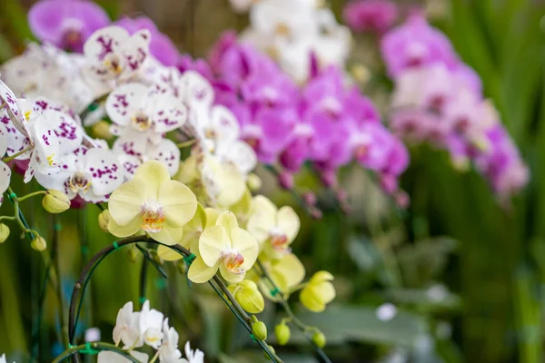 Closeup Shot Blossoming Dendrobium Orchids — Stock Photo, Image